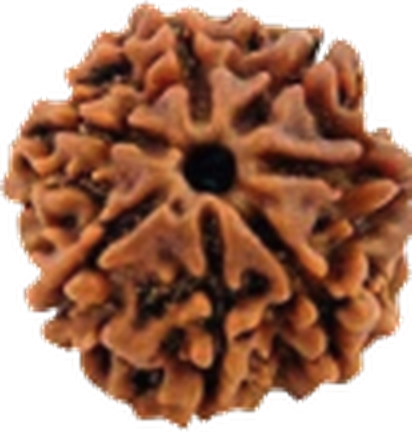 7 Mukhi Rudraksha under examination